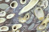 Slab Fossil Teredo (Shipworm Bored) Wood - England #63453-1